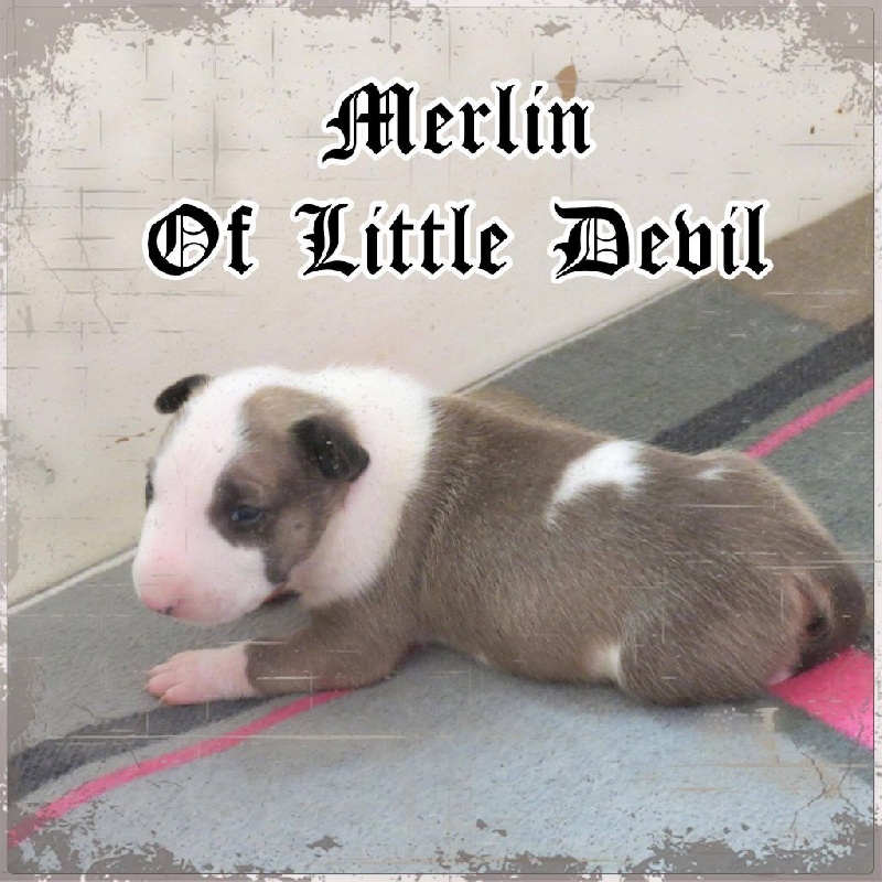 of Little Devil - Chiot disponible  - Bull Terrier
