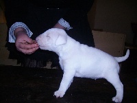 CHIOT