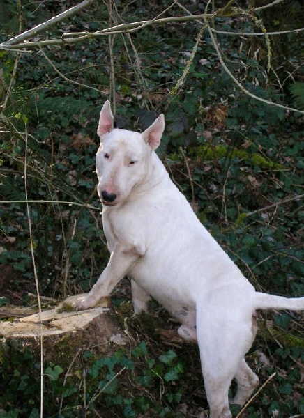Craven knight lola 1 of Little Devil